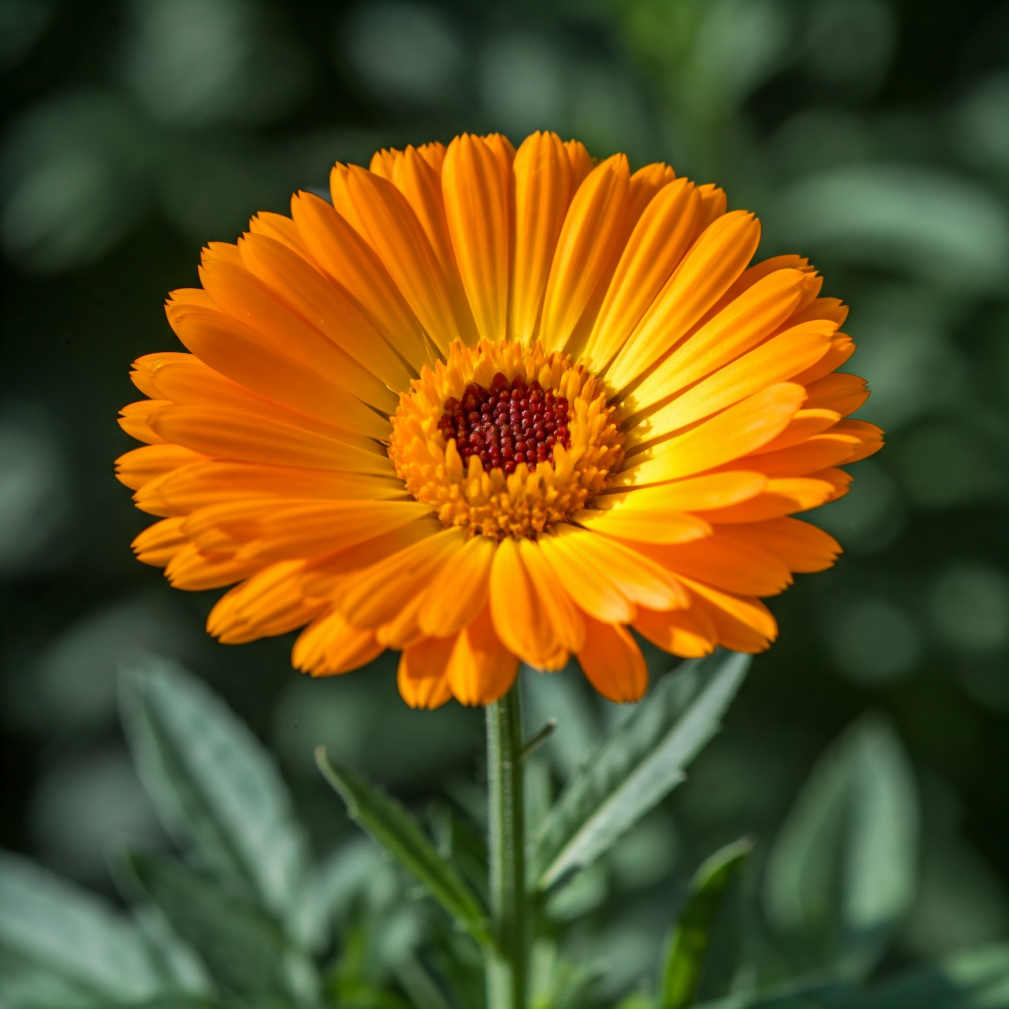 Měsíček lékařský (Calendula officinalis)
